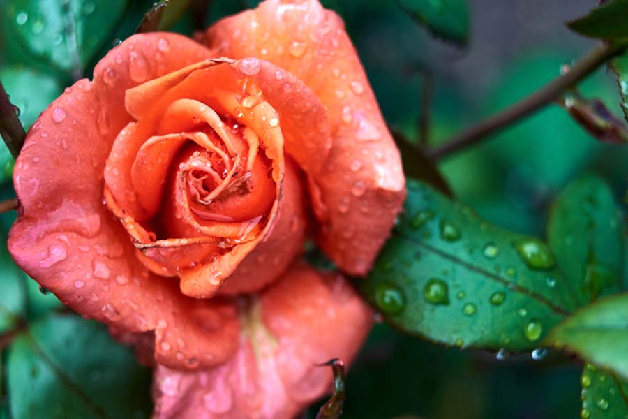easy care roses