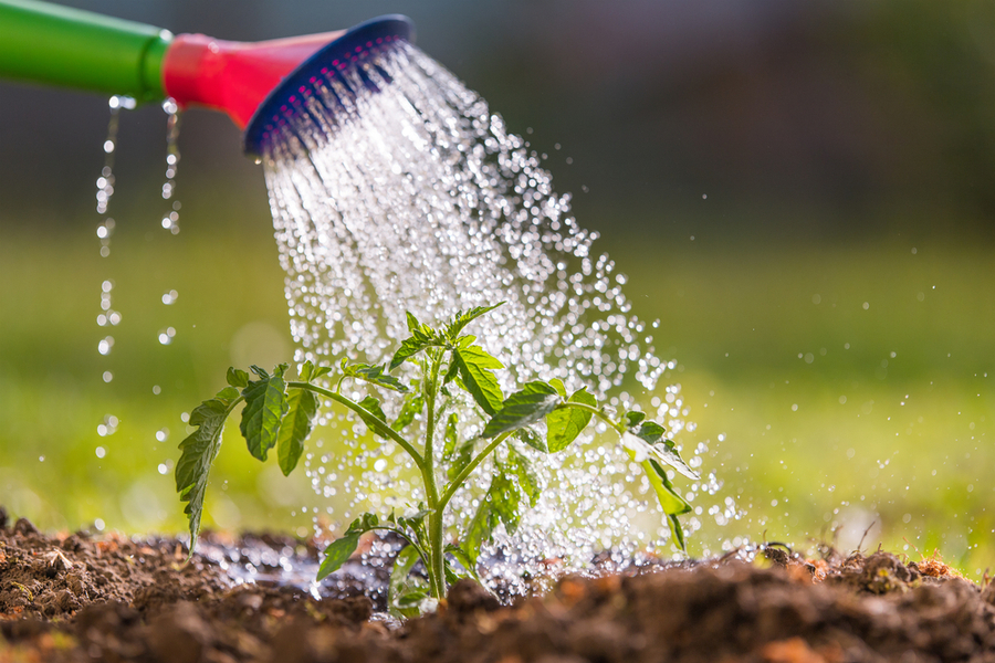 4 Secrets To Watering Vegetable Plants And Flowers