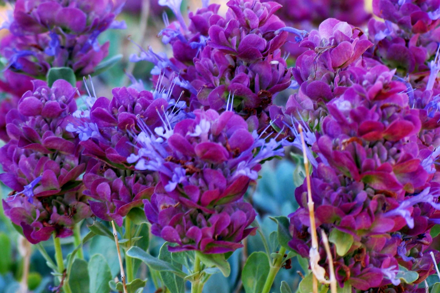 purple perennials