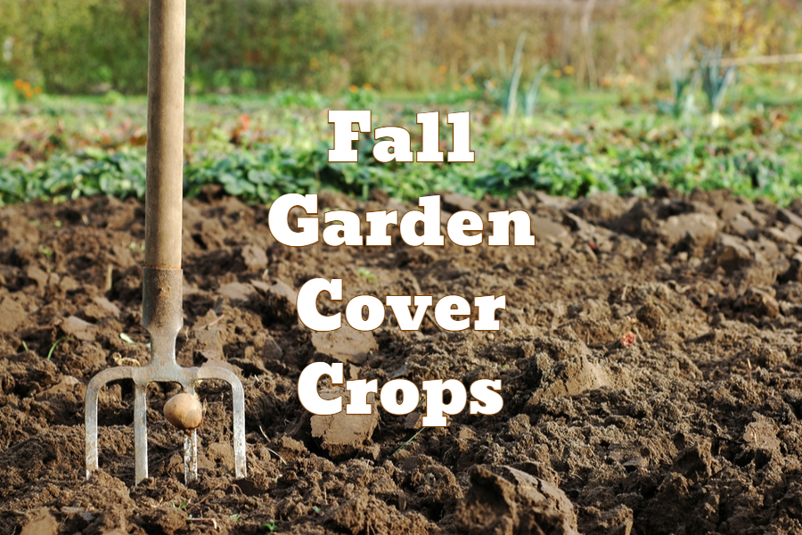garden cover crop