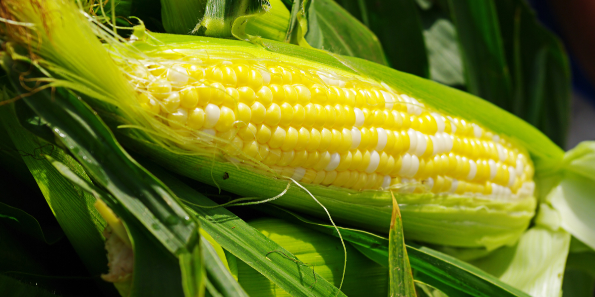 How Much Sweet Corn To Plant For Family Of 4