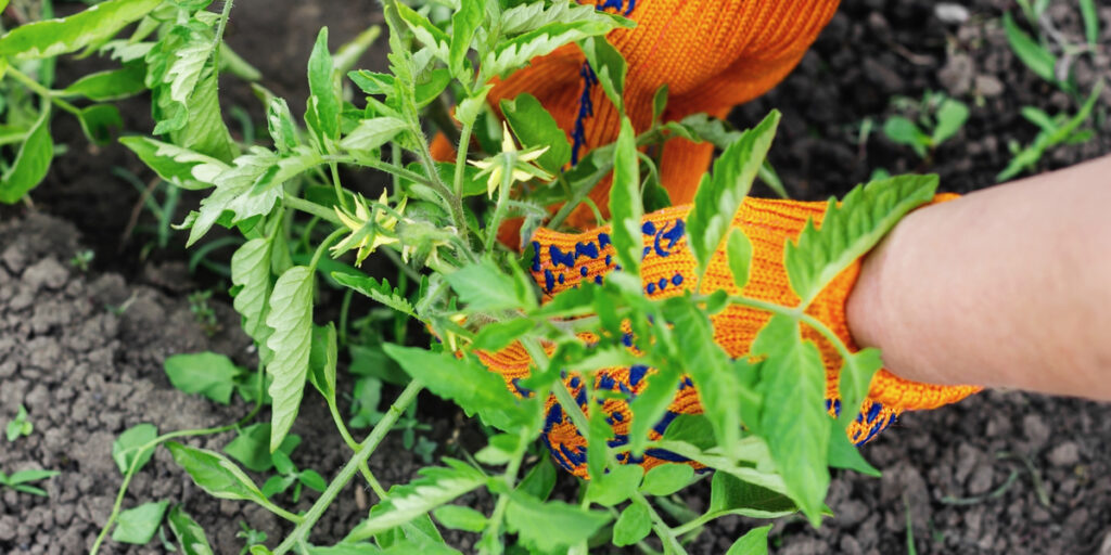 When And How To Fertilize Vegetable Plants In Gardens & Raised Beds