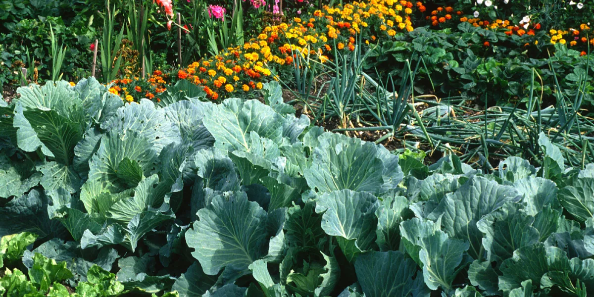 fertilize vegetable plants