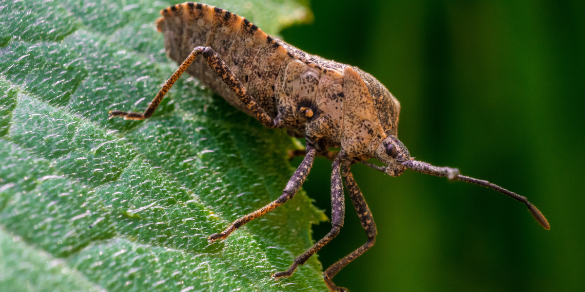 how to stop squash bugs