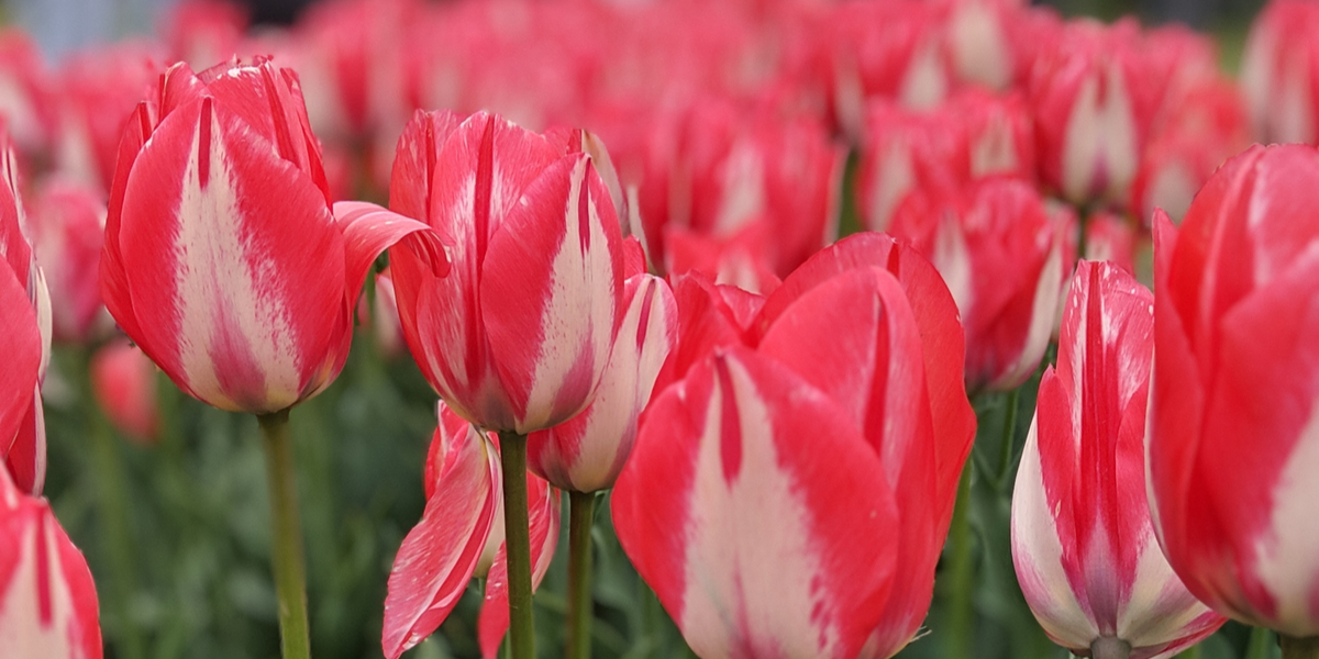 spring tulip display