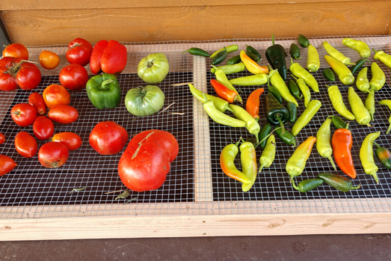 How To Plant Fruit Trees And Why Fall Is The Best Time To Plant!