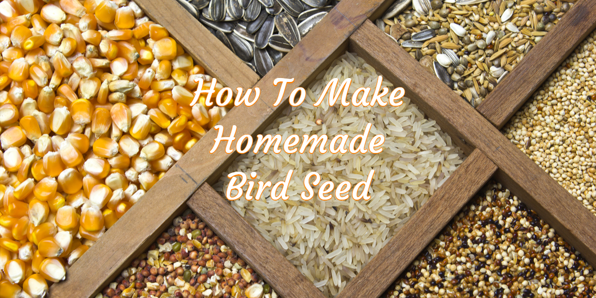 homemade bird seed