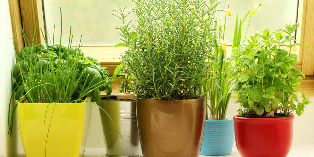 growing herbs on a windowsill
