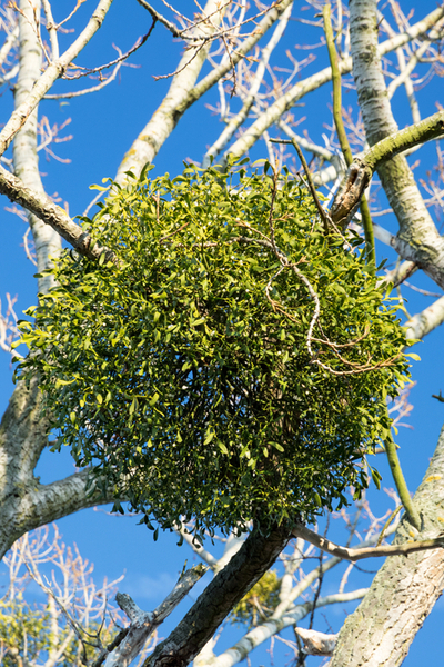 The Mistletoe Plant How A Thieving Plant Became A Christmas Tradition