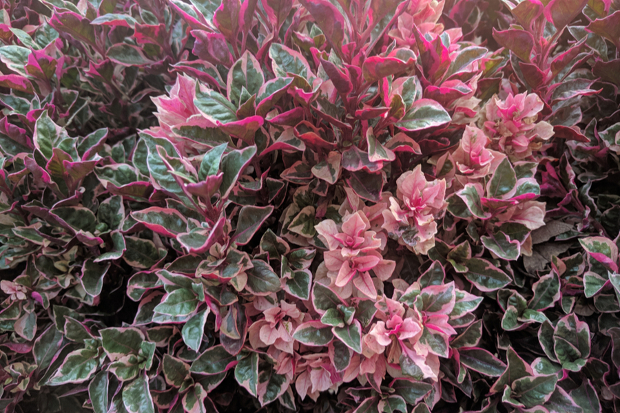 ornamental evergreen shrubs