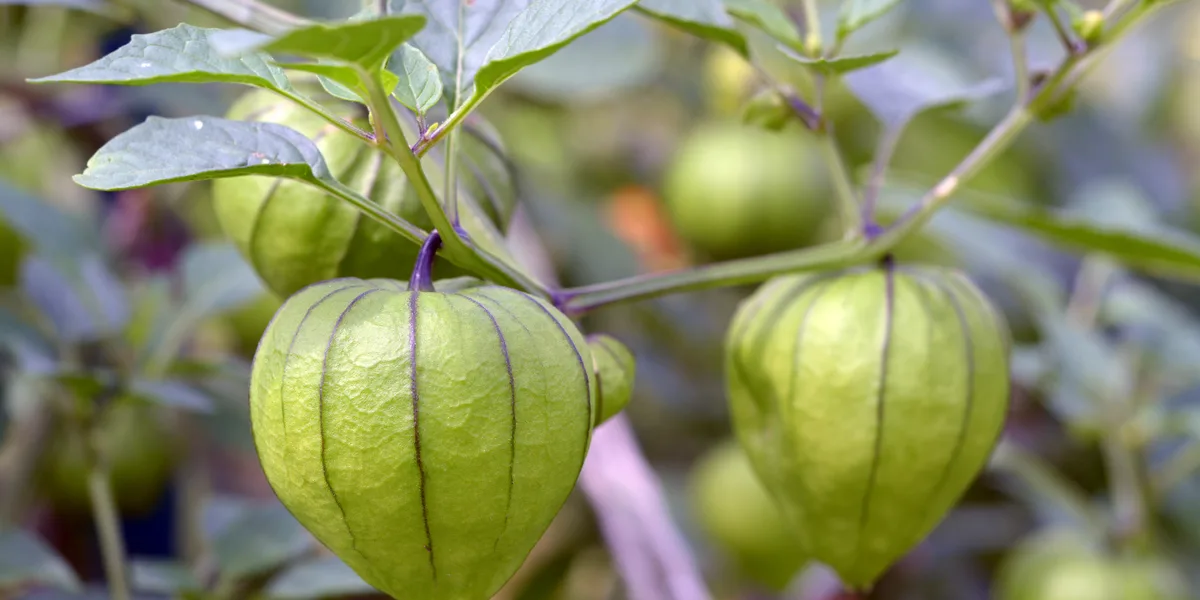 how to grow tomatillos