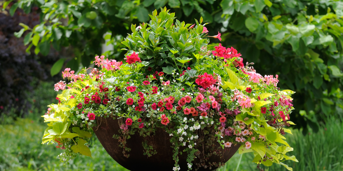 trailing plants for baskets