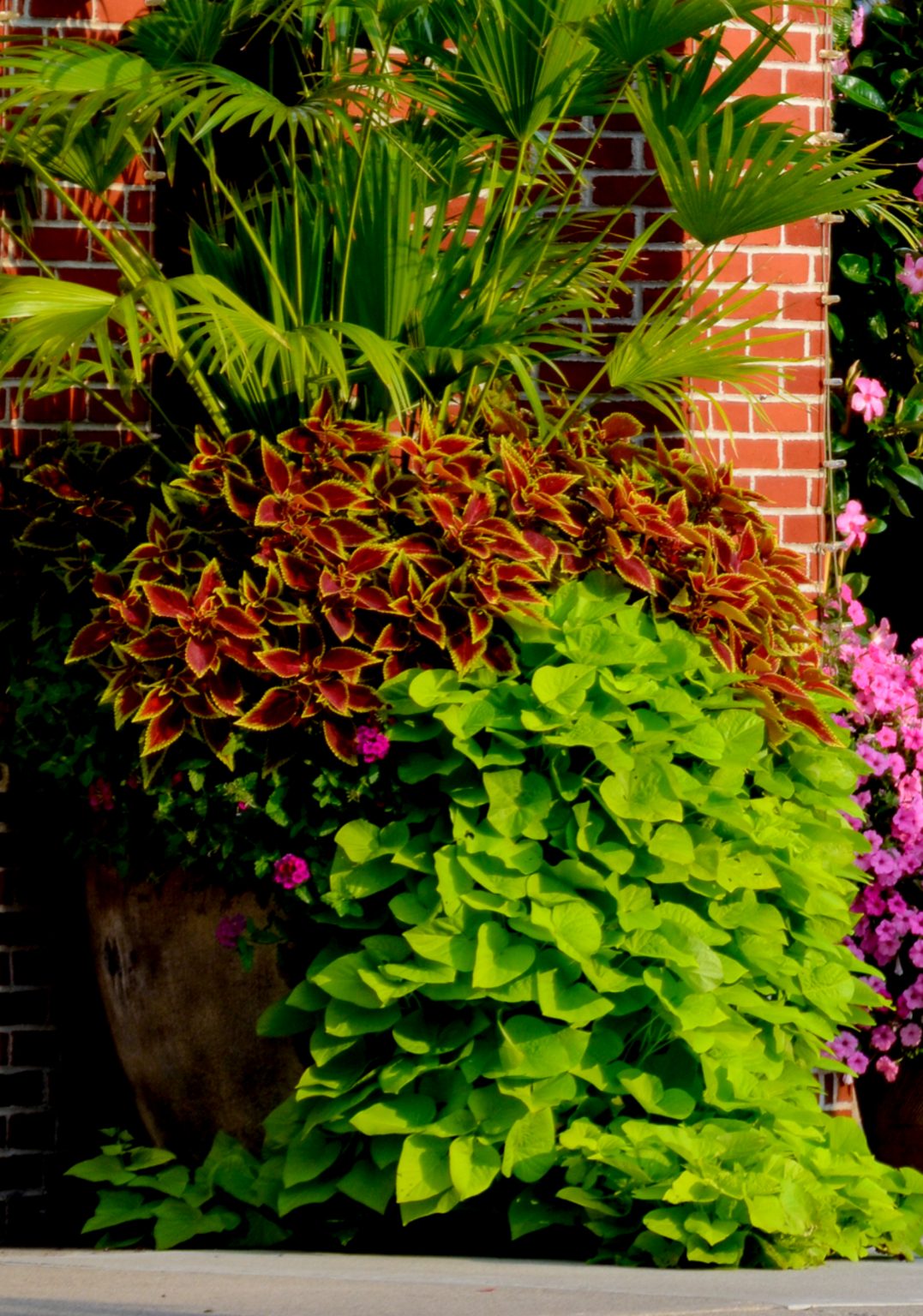 Best Trailing Plants For Hanging Baskets In Winter at Doyle Kerr blog