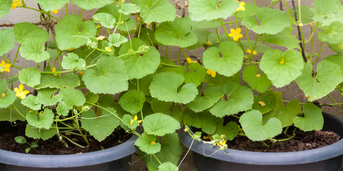 Growing Cucumbers In Containers