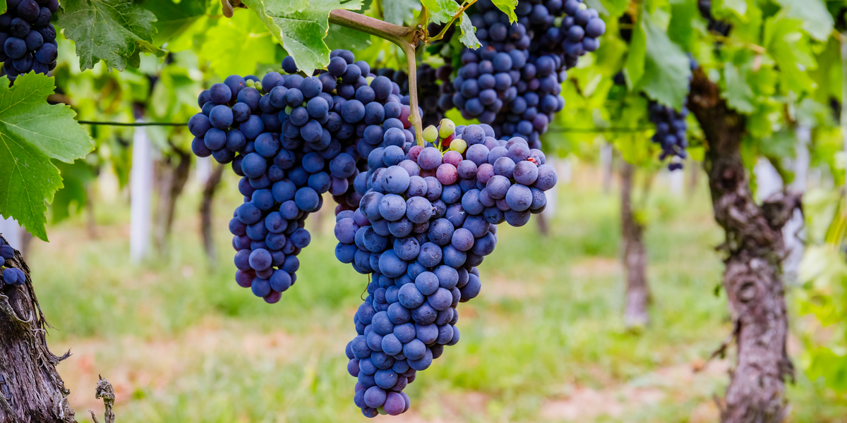 Growing Grapes How To Plant Maintain Grape Vines