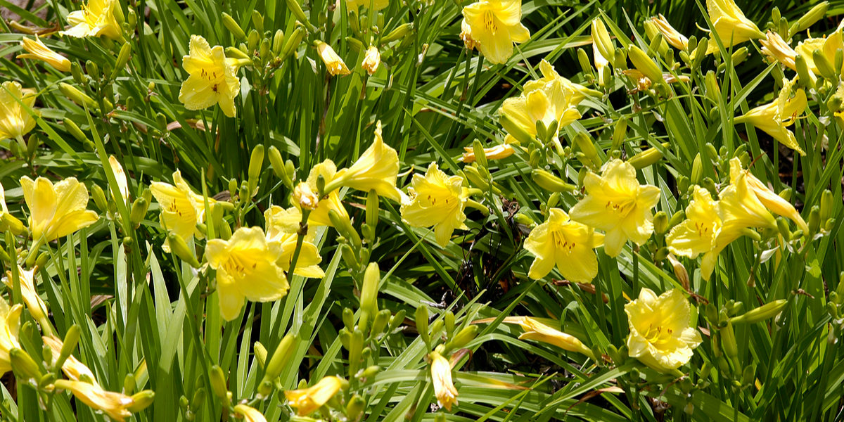dividing daylilies in early spring