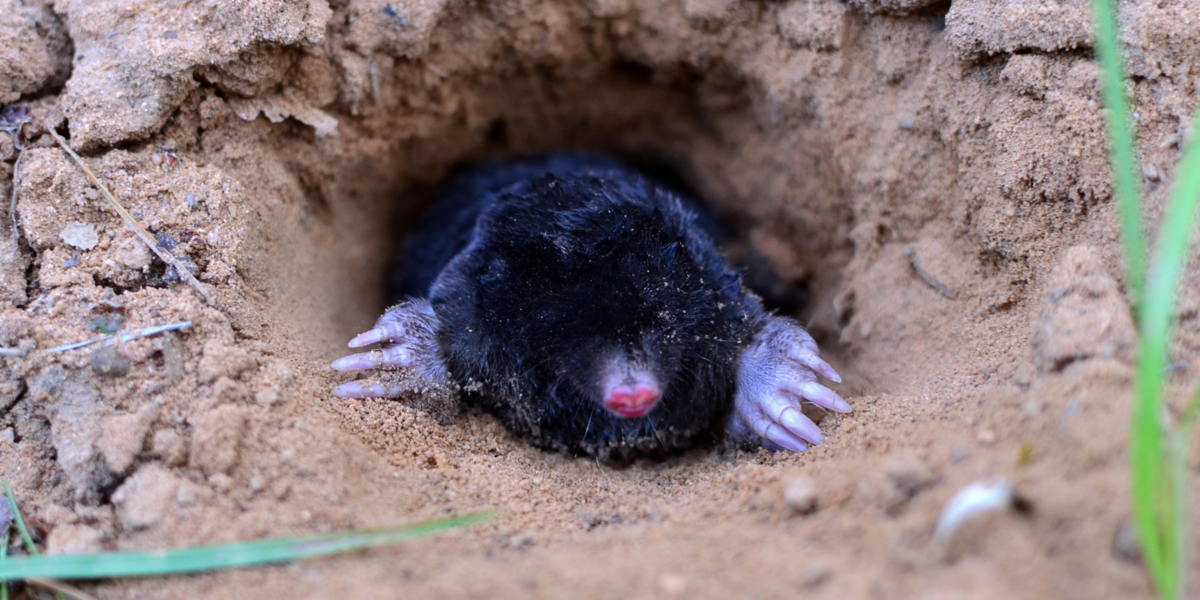 stop ground moles