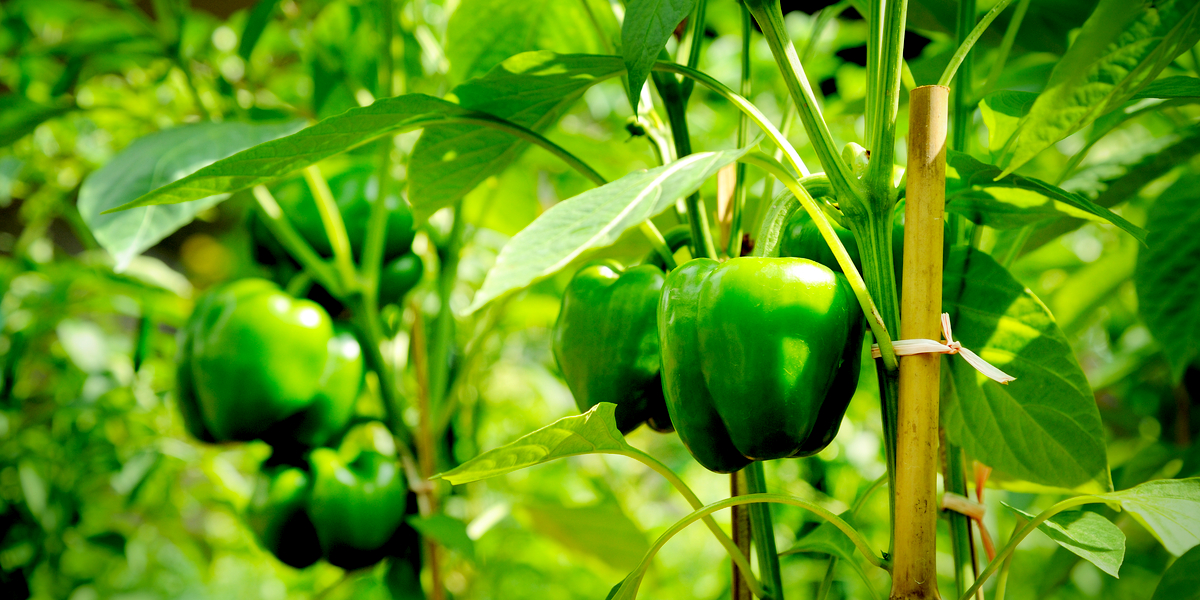 why-and-how-to-stake-and-prune-pepper-plants-for-a-great-harvest