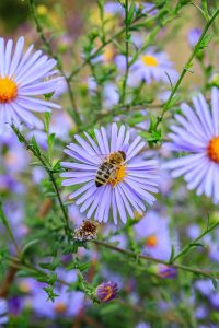 How To Grow Asters - The Perfect Fall Perennial With Big Color!