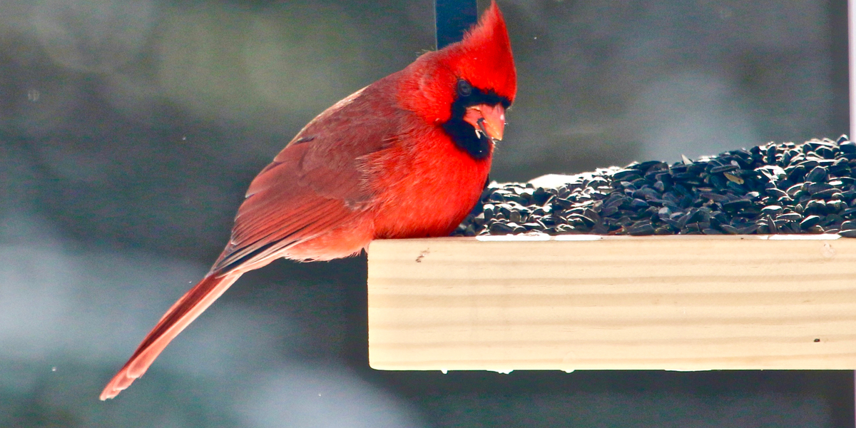 attracting cardinals