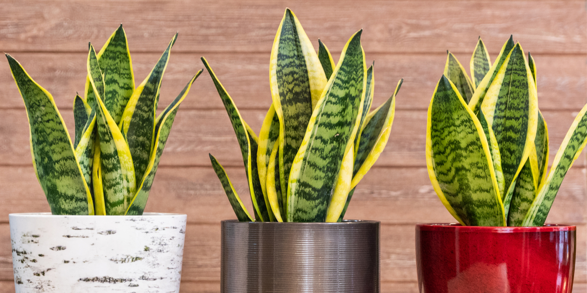 how to grow snake plant
