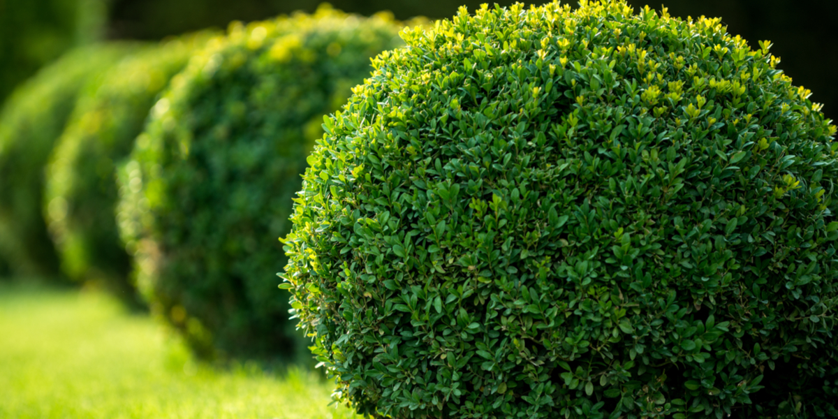 how to plant and grow boxwoods
