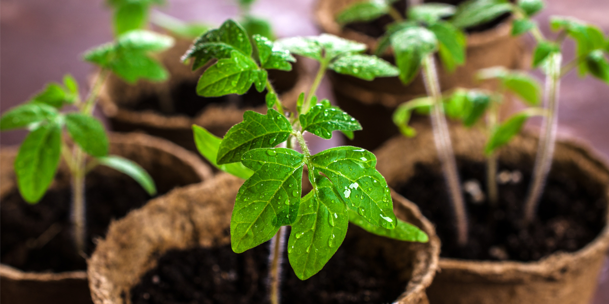 When Is The Right Time To Start Vegetable Seeds Indoors 