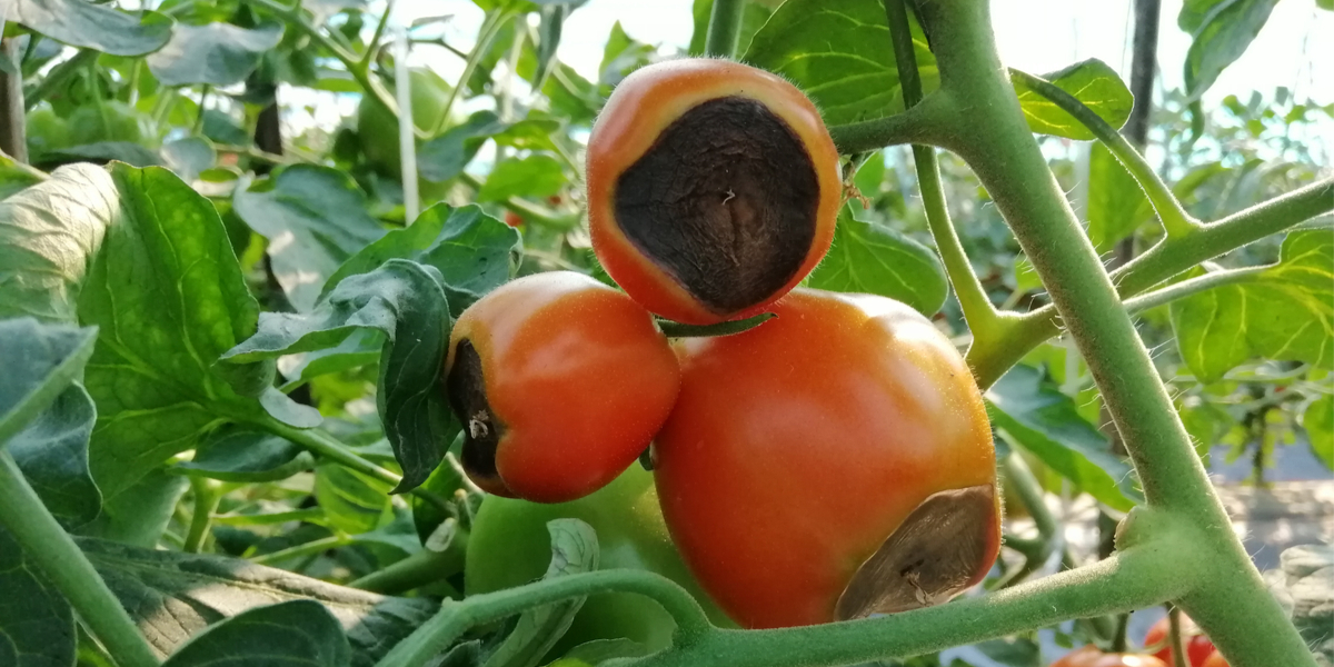 How To Stop Blossom End Rot On Tomato Plants 4 Secrets To Success 