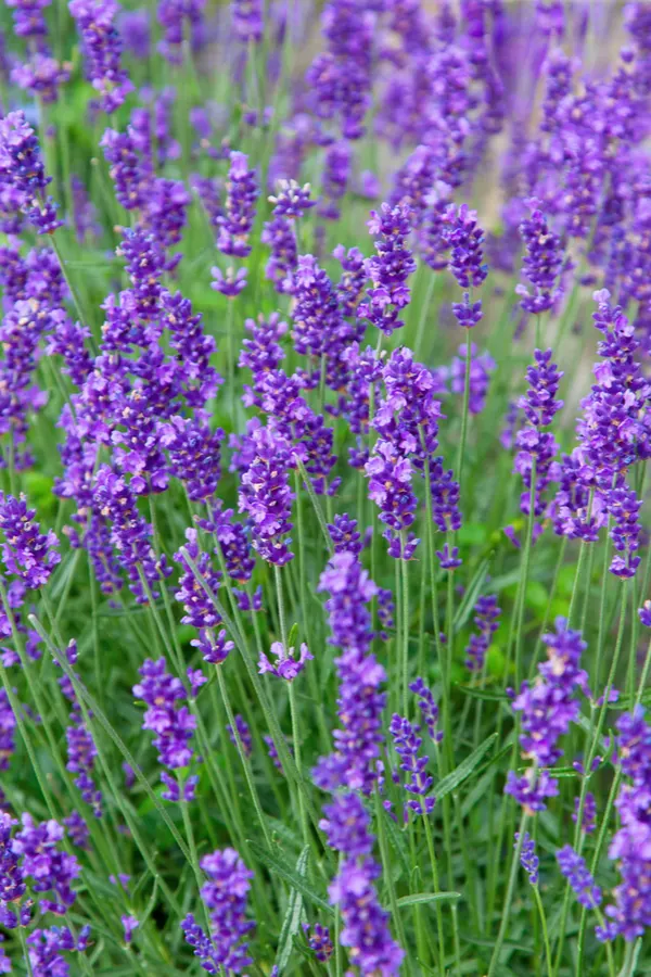 lavender in bloom - how get rid of ticks in the yard