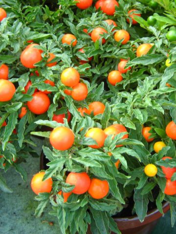 growing vegetables in containers