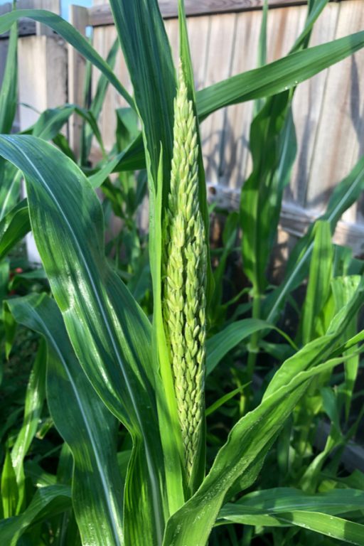 How To Plant And Grow Popcorn The Simple Steps To A Great Harvest