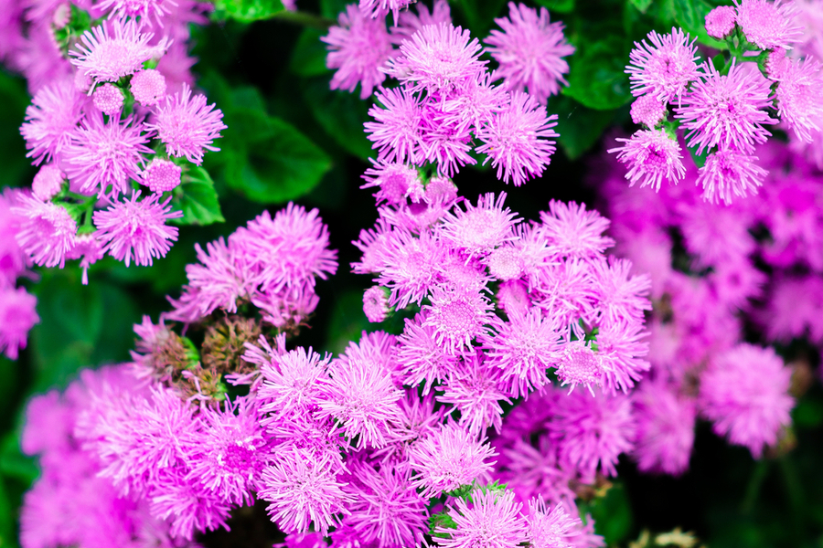 How To Grow Ageratum The Annual With Big Flower Power!
