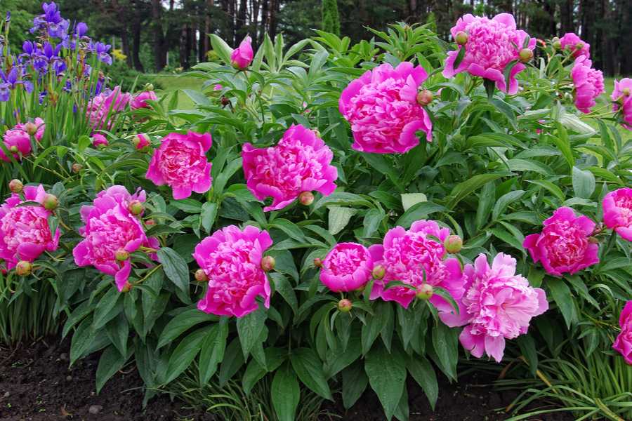 what to do with peony bushes after they bloom