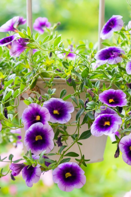 How To Revive Hanging Baskets Give New Life To Worn Out Plants!