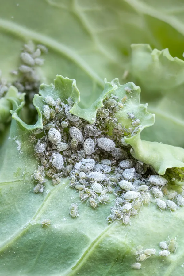 neem oil and aphids