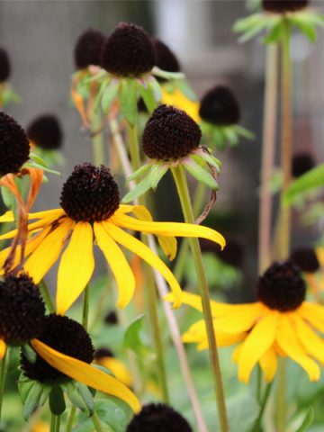 fall care for black eyed susan