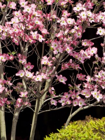 how to plant dogwoods