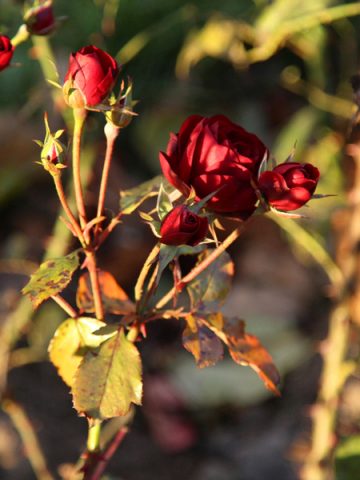 how to protect rose bushes