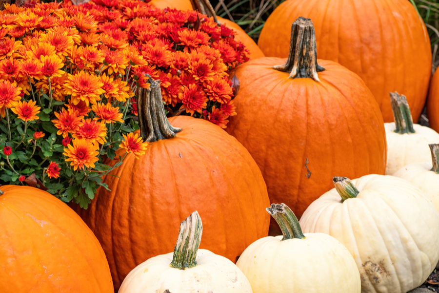 how-to-make-pumpkins-last-longer-keep-your-pumpkins-looking-great