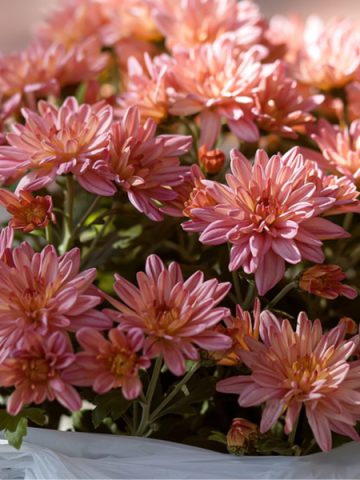 how to overwinter mums