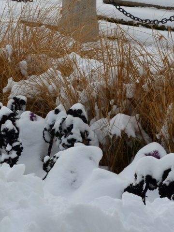 protect perennials for winter