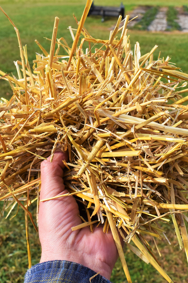straw for a cold frame