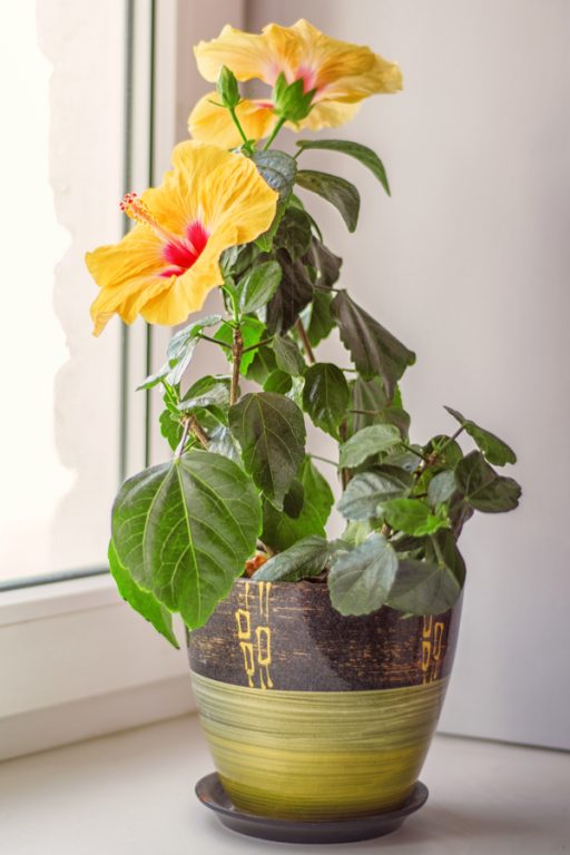 How To Overwinter Hibiscus Bringing Your Hibiscus Plants Indoors