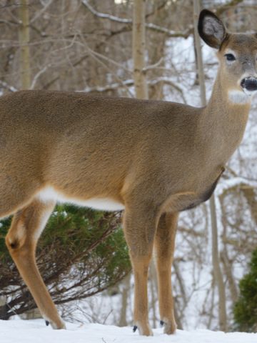 prevent winter deer damage