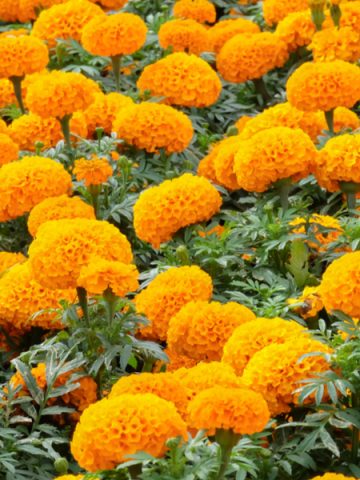 best marigolds to grow