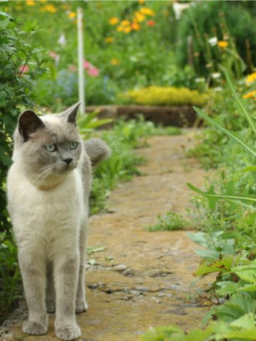 how to keep cats out of the garden