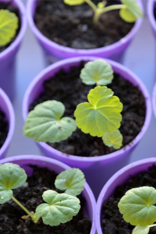 How To Start Geraniums From Seed Indoors Grow Your Own And Save!