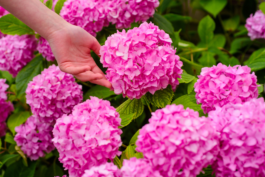 how to fertilize hydrangeas - and when