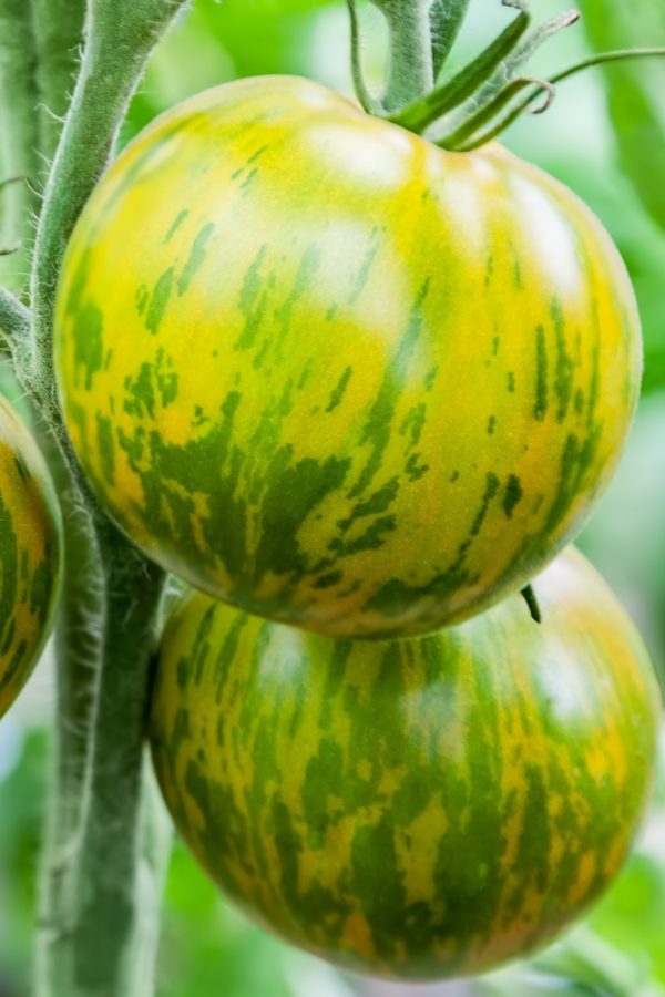 heirloom - indeterminate and determinate tomatoes
