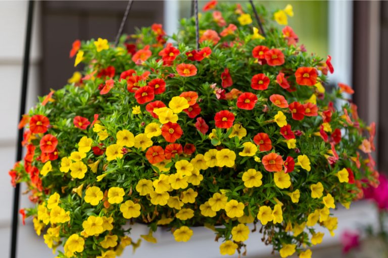 Hanging Basket Care This Is My Garden